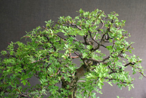 hawthorn bonsai